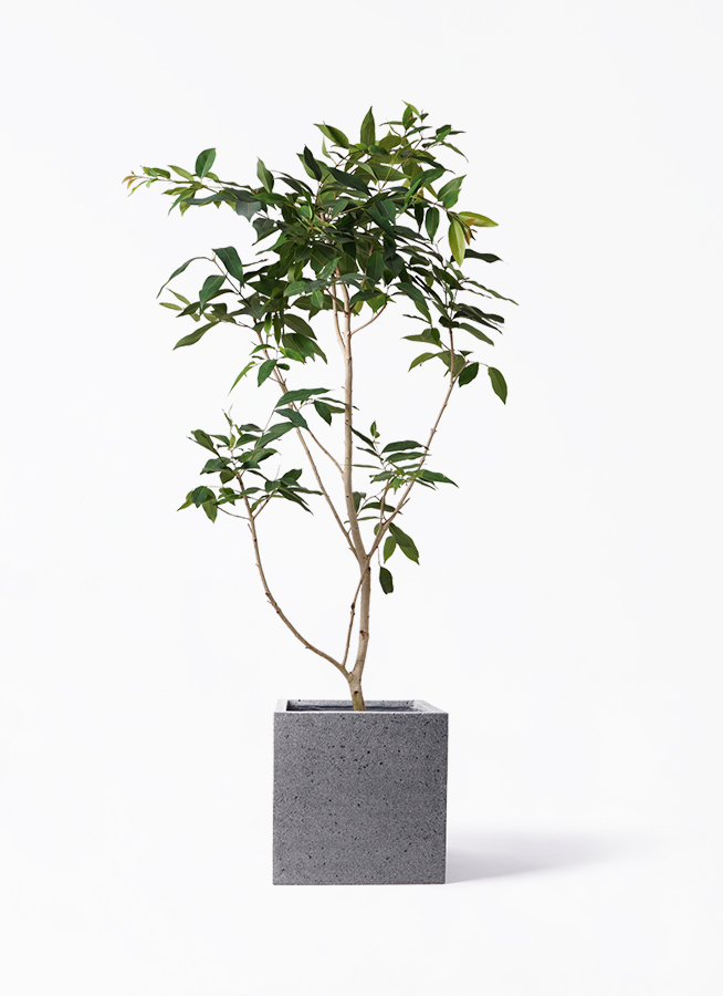 アマゾンオリーブ (ムラサキフトモモ) 10号 | 観葉植物通販HitoHana