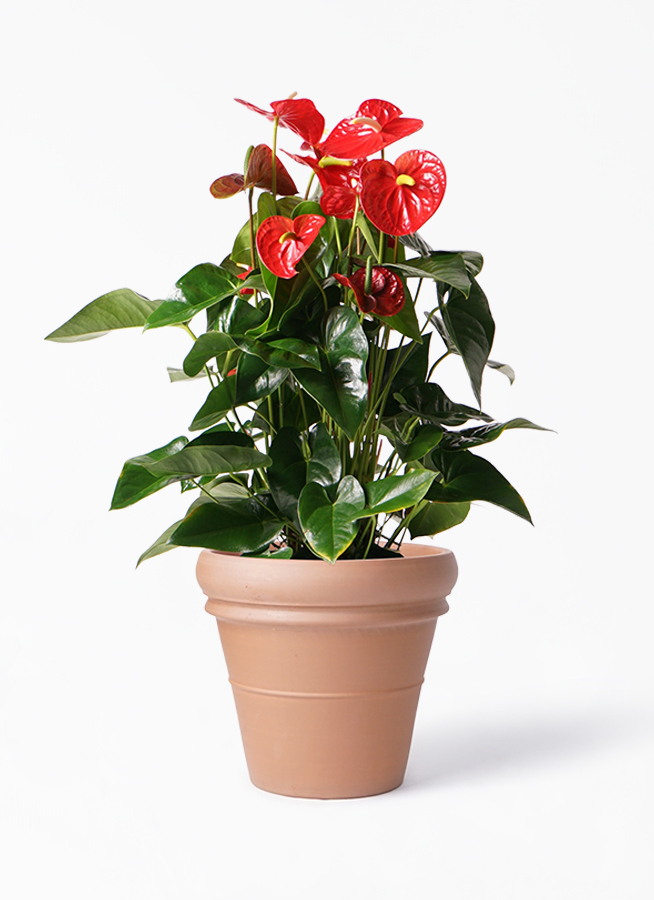観葉植物 アンスリウム 10号 レッド トスカーナ リムポット 付き 観葉植物ならhitohana ひとはな