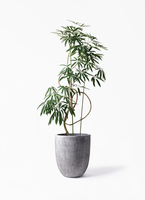 シェフレラ・アンガスフォリア　曲がり　大型　140cm angustifolia-485_1.jpg?1608698954