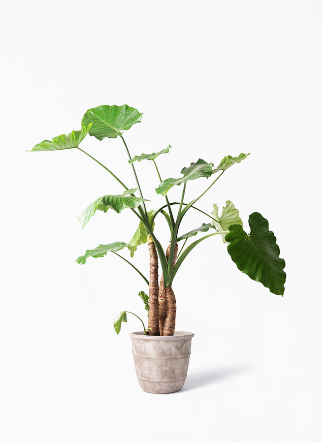 観葉植物 アロカシア 10号 オドラ（クワズイモ） テラアストラ