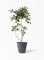 amazon-olive-208_1.jpg?1608699065