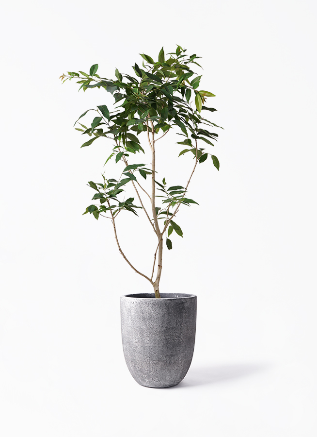 観葉植物 アマゾンオリーブ (ムラサキフトモモ) 10号 フォリオアルト