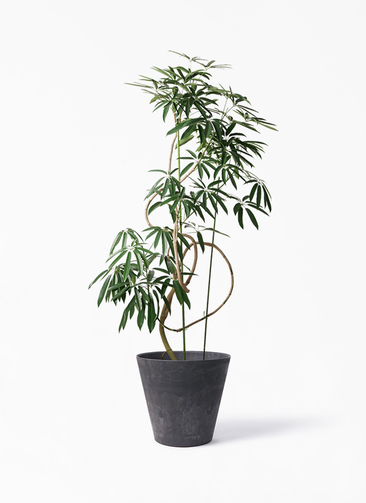 angustifolia-446_1.jpg?1608699225