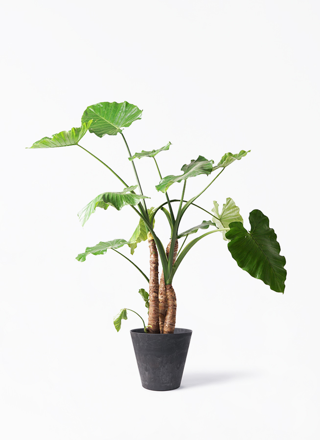 alocasia-187_1.jpg?1608699293