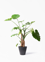 alocasia-187_1.jpg?1608699293