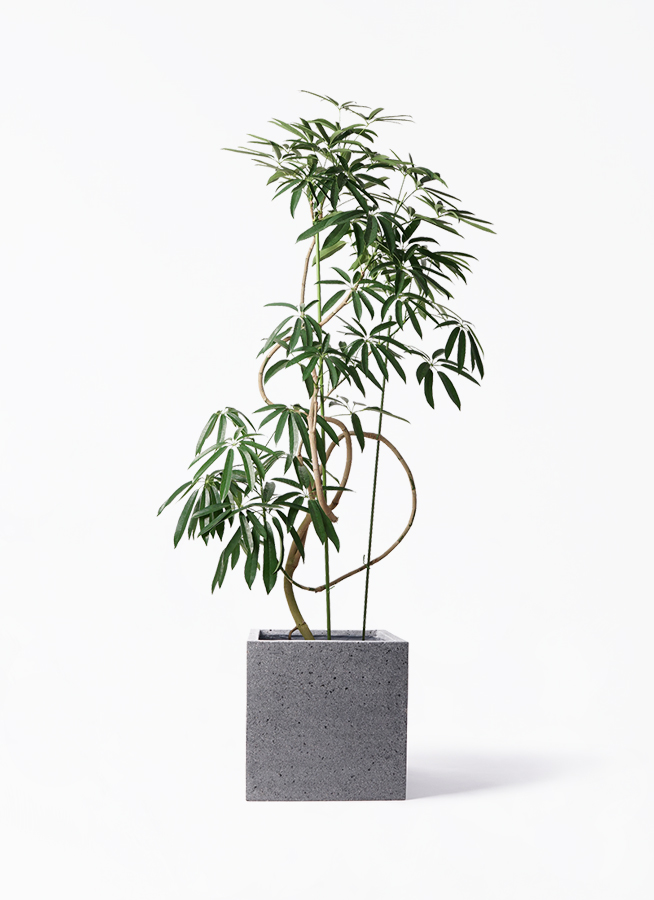 angustifolia-455_1.jpg?1608699302