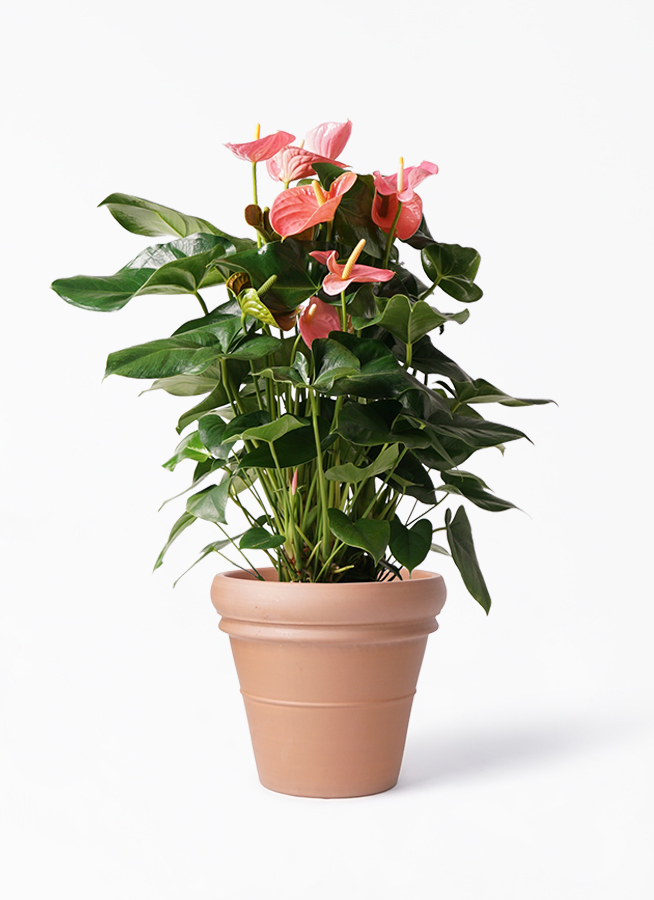 観葉植物 アンスリウム 10号 ピンクチャンピオン トスカーナ リムポット 付き 観葉植物ならhitohana ひとはな