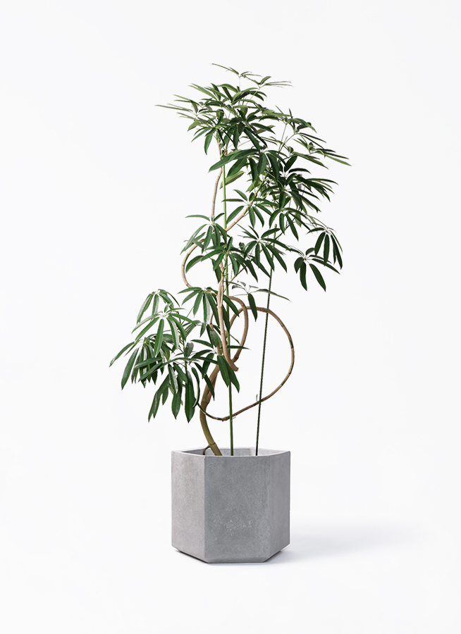 観葉植物 シェフレラ アンガスティフォリア 10号 曲り コーテス