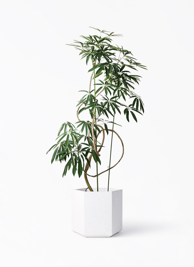 観葉植物 シェフレラ アンガスティフォリア 10号 曲り コーテス