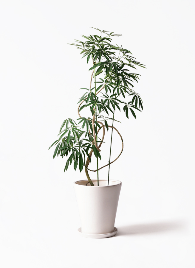 angustifolia-462_1.jpg?1608699417