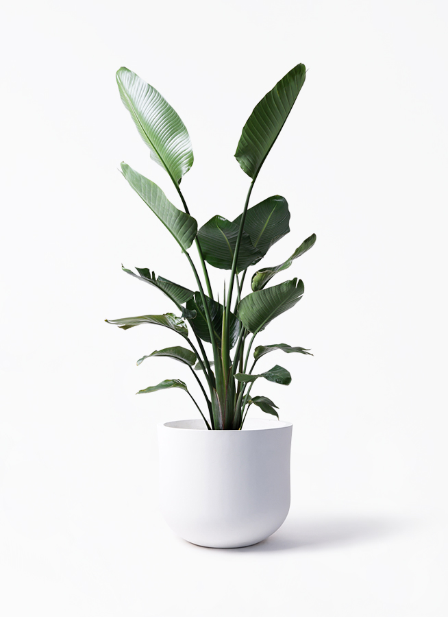 オーガスタ 10号 | 観葉植物の通販ならHitoHana