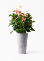 anthurium-572_1.jpg?1608700334