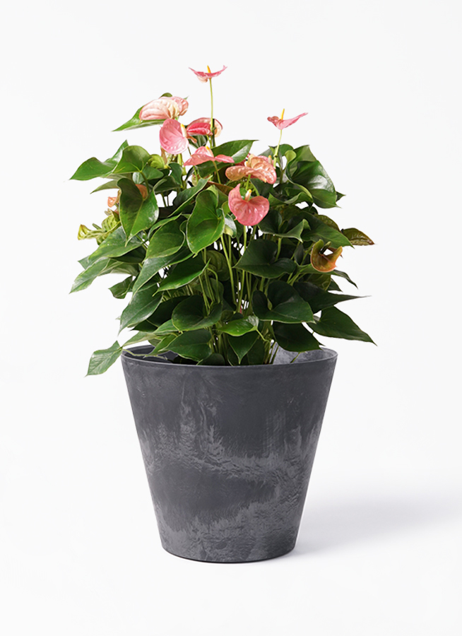 観葉植物 アンスリウム 8号 ピンクチャンピオン アートストーン ラウンド ブラック 付き 観葉植物ならhitohana ひとはな