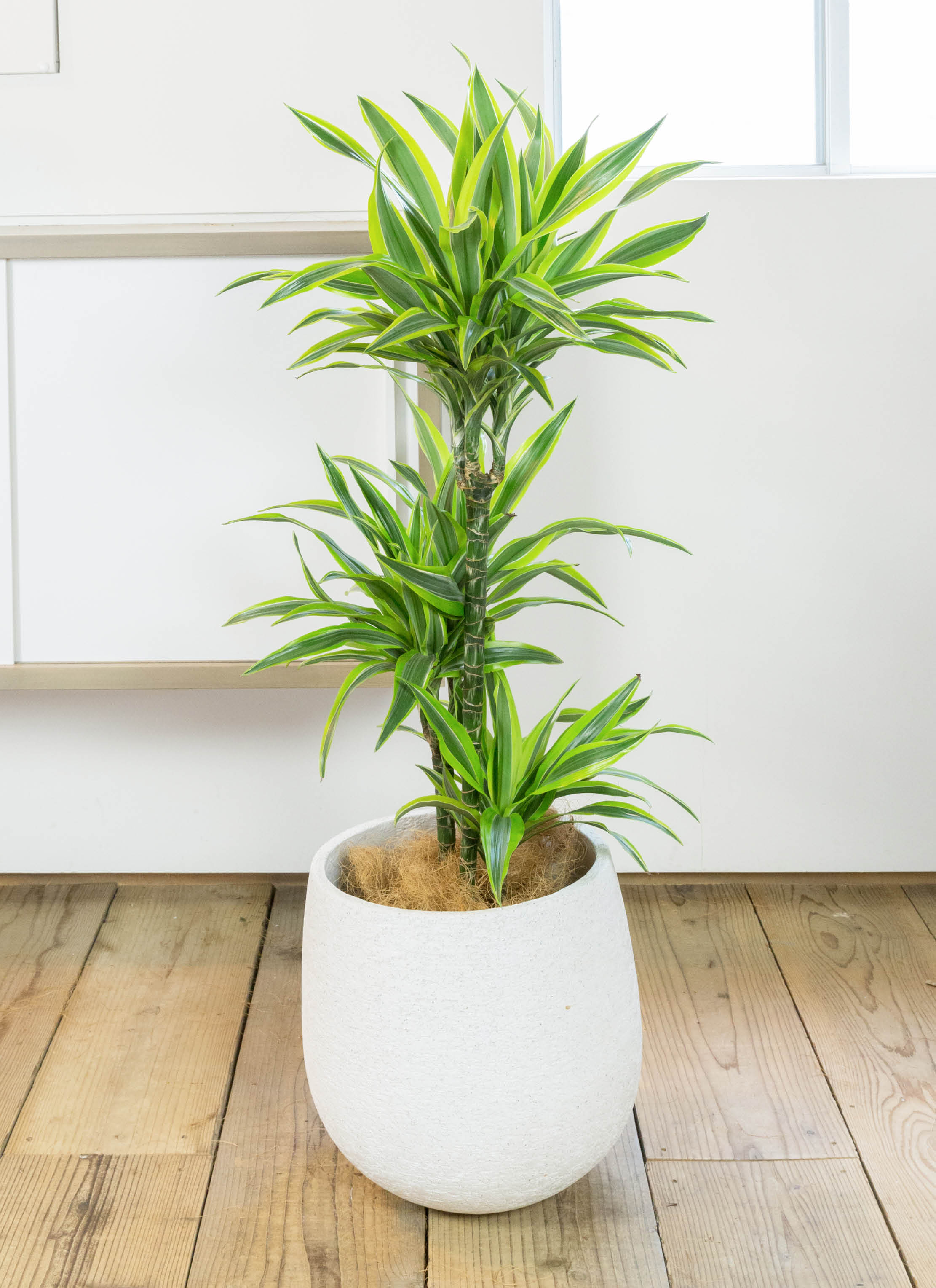 ドラセナ ワーネッキーレモンライム ファイバー鉢 お皿付き ドラセナ ワーネッキーレモンライム ファイバー鉢 お皿付き