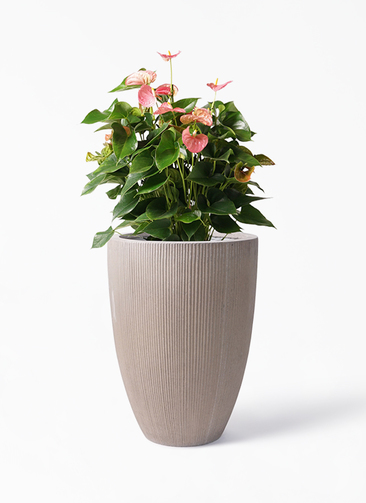 anthurium-618_1.jpg?1608700694