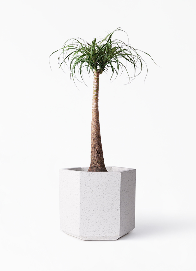 観葉植物 トックリラン ポニーテール 8号 コーテス ヘックス ホワイトテラゾ 付き 観葉植物ならhitohana ひとはな