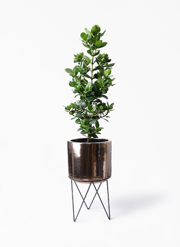 autograph-tree-168_1.jpg?