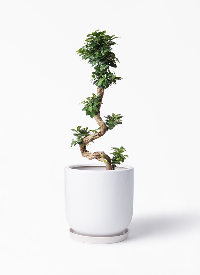 オープニング大セール 現品 ガジュマル 白鉢 3 8号 植物 観葉植物 Ines Ac Rw