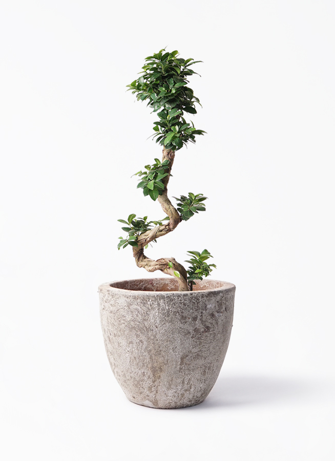 ガジュマル曲がり (幹曲がり樹形！) A5(現物発送致します) 園芸ネット