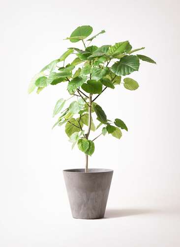 ひなたぼっこ様①　ウンベラータ　８号　特大苗木 1.jpg?1501090682