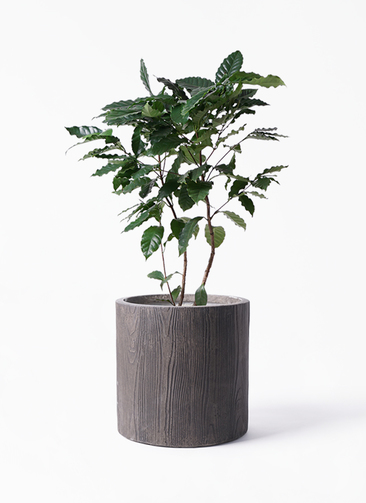 コーヒーの木 約140 cm 8号鉢 観葉植物 コーヒーの木 8号 プラスチック鉢 | 観葉植物なら