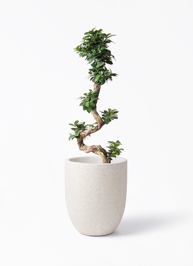 リピート価格　パンダガジュマル　斑入り　8号リン鉢 パンダガジュマル 斑入り 接木 8号リン鉢 パンダガジュマル