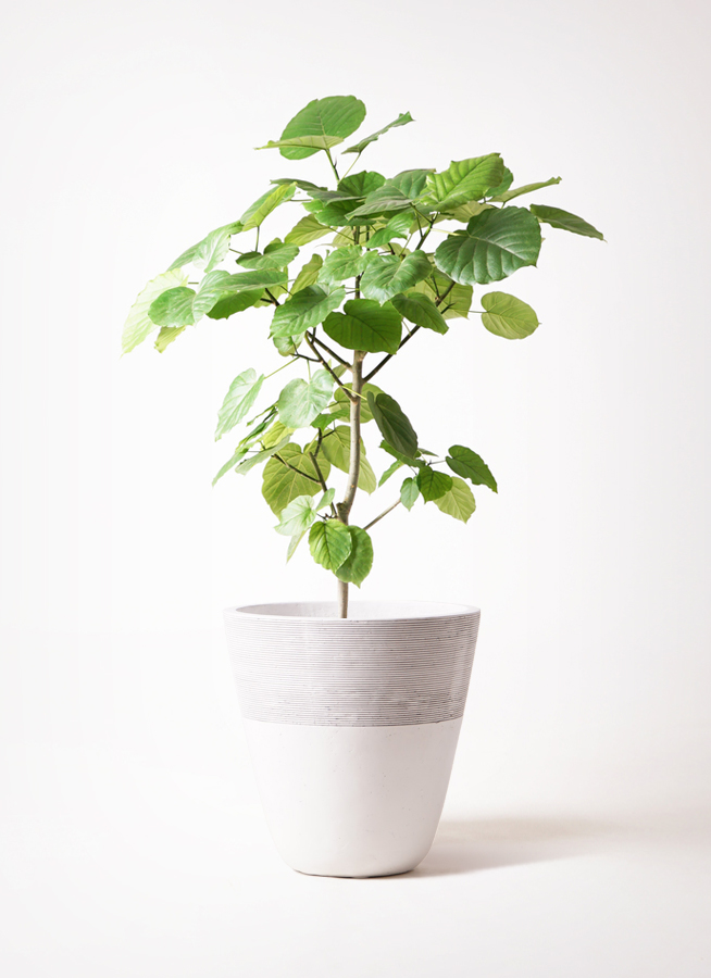 フィカス・ウンベラータ 8号 142cm S-shaped ツイン 観葉植物 フィカス ウンベラータ 8号 ノーマル エコストーントール