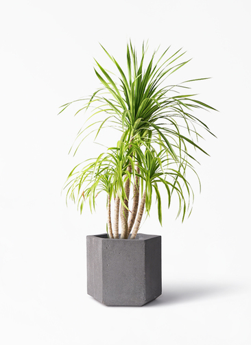 dracaena-canbodiana-146_1.jpg?