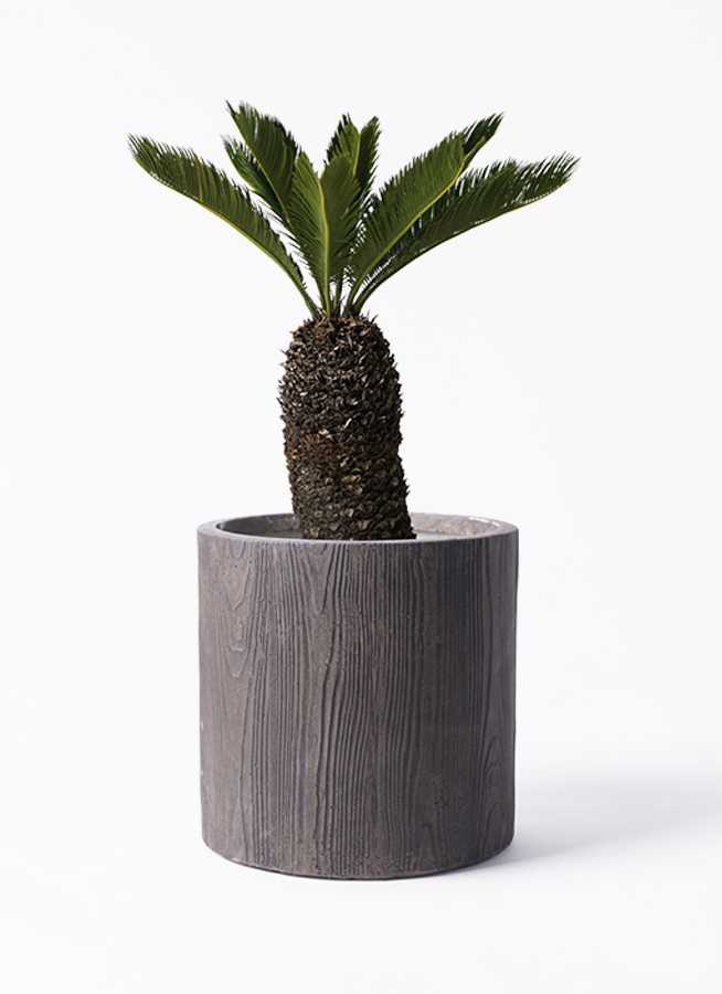 cycas-revoluta-160_1.jpg?