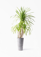 ドラセナ カンボジアーナ | 観葉植物通販HitoHana(ひとはな)