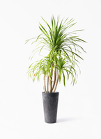 dracaena-canbodiana-125_1.jpg?