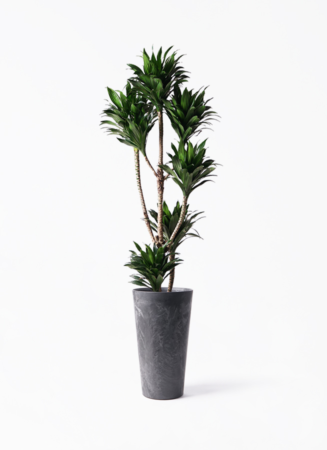 dracaena-compacta-130_1.jpg?
