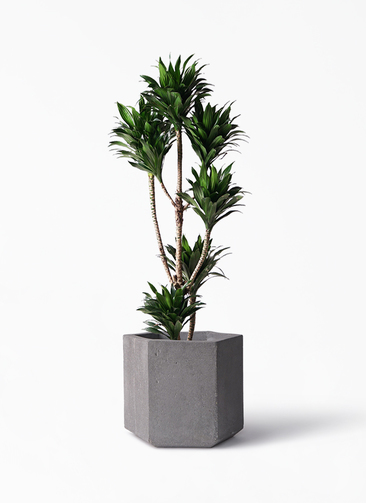 dracaena-compacta-149_1.jpg?