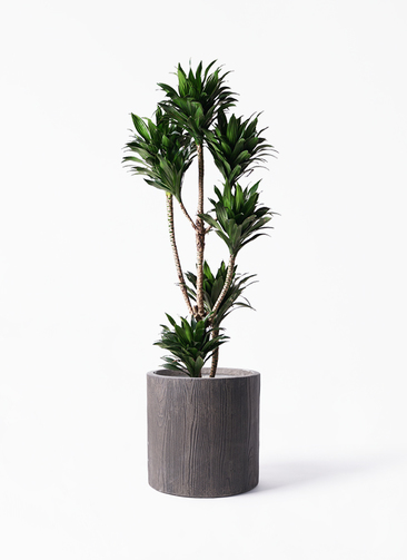 dracaena-compacta-139_1.jpg?