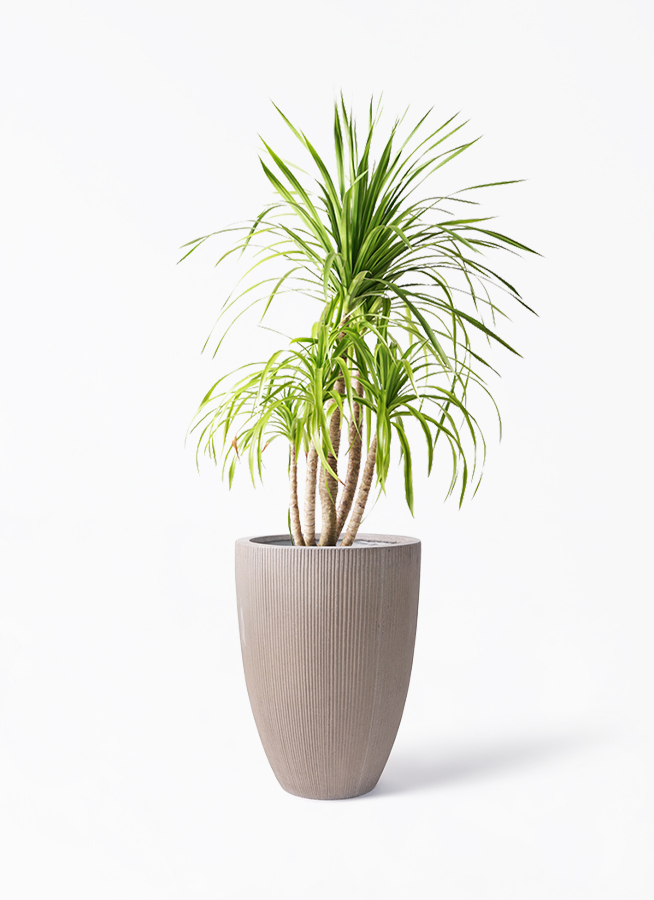 【一点モノ・大型株】ドラセナ・カンボジアーナ４【無機質用土仕立て】初心者OK／ 一点モノ・大型株】ドラセナ・カンボジアーナ4【無機質用土仕立て