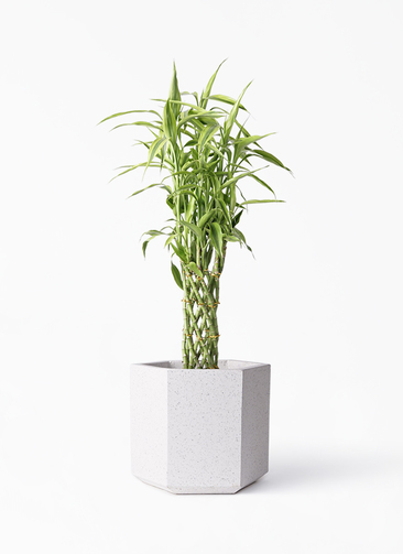 バンブー竹 観葉植物 ドラセナ ミリオンバンブー（幸運の竹）8号 グリーン Eco