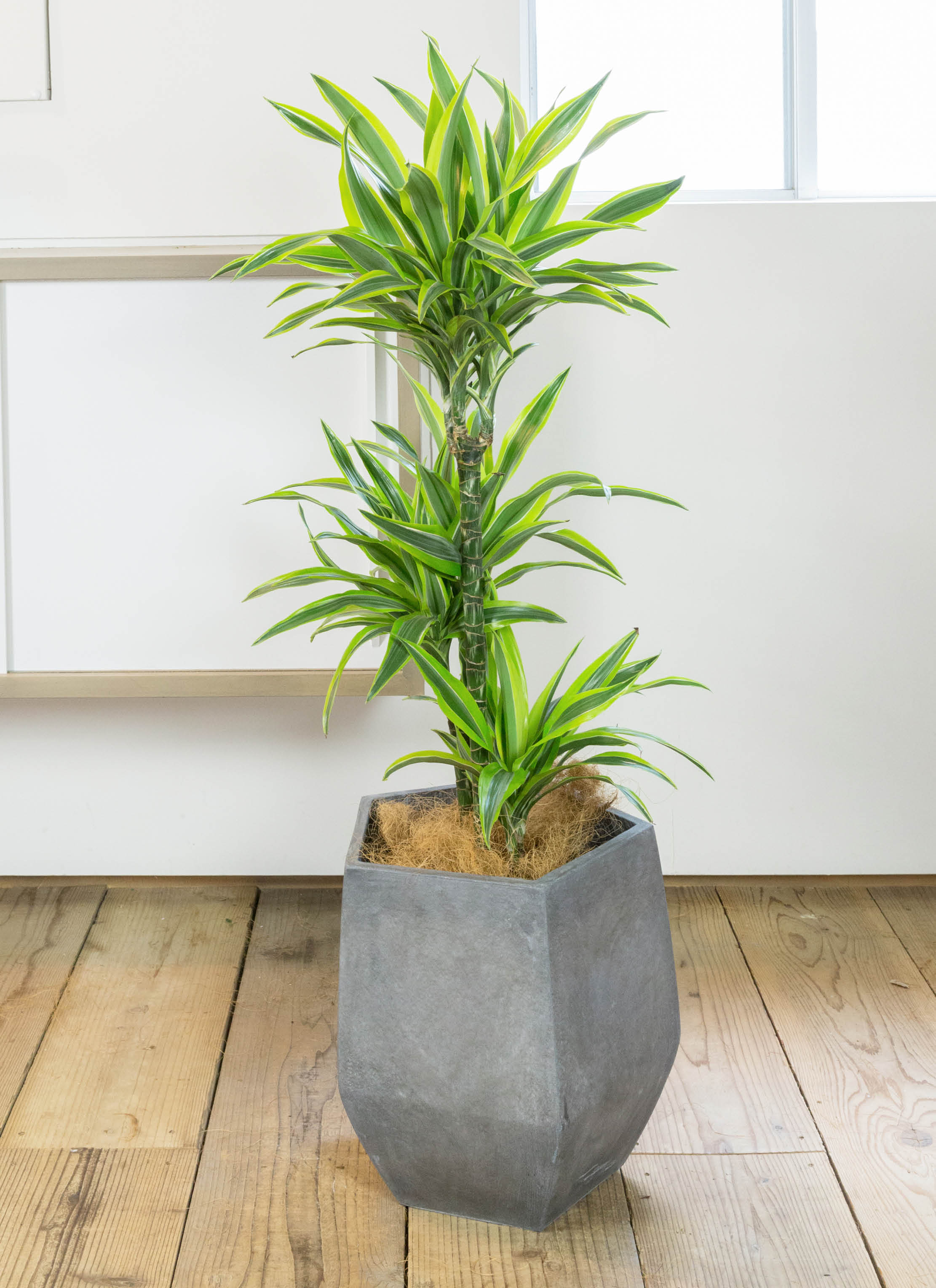 ドラセナ ワーネッキーレモンライム ファイバー鉢 お皿付き ドラセナ ワーネッキーレモンライム ファイバー鉢 お皿付き 観葉