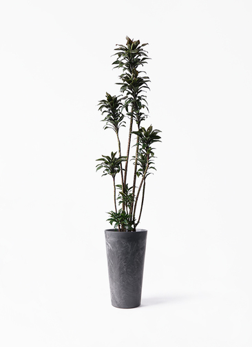 観葉植物 ドラセナ パープルコンパクタ 8号 アートストーン