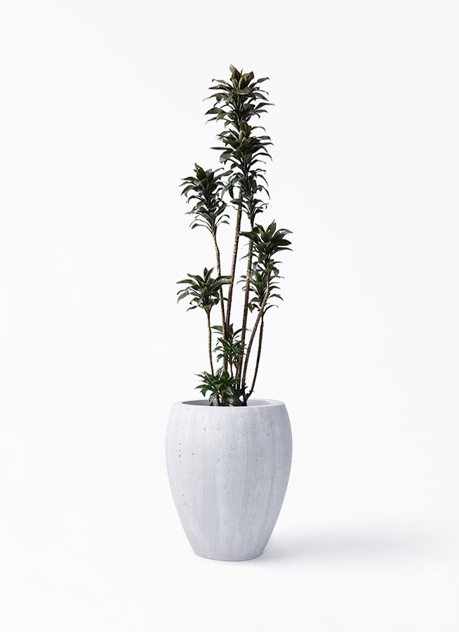 ドラセナ パープルコンパクタ | 観葉植物通販HitoHana(ひとはな)