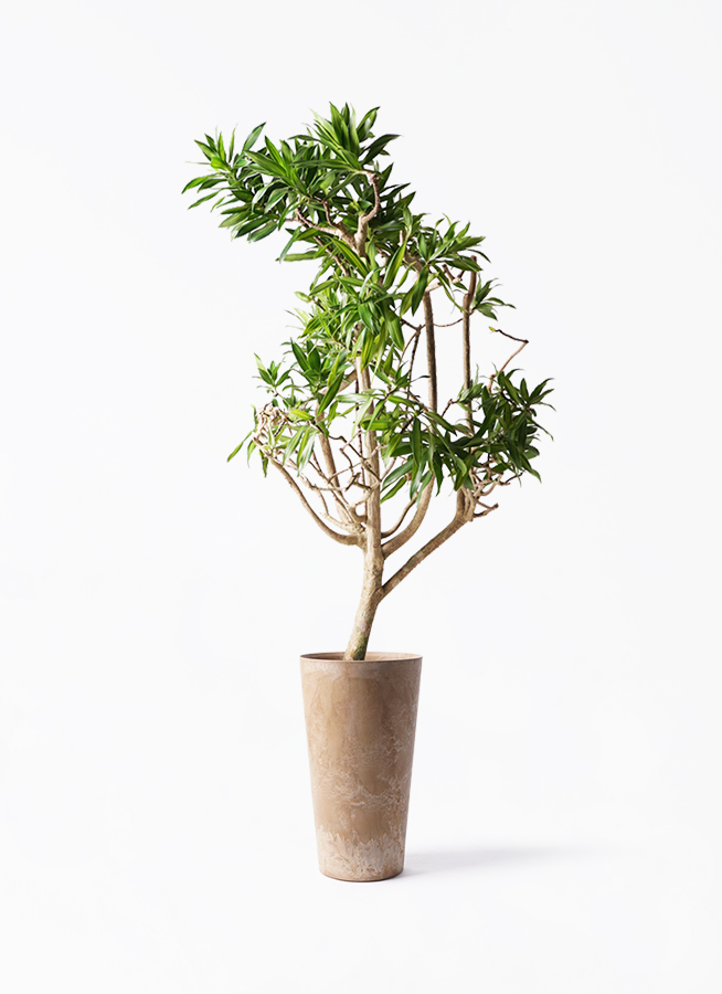 dracaena-song-of-jamaica-138_1