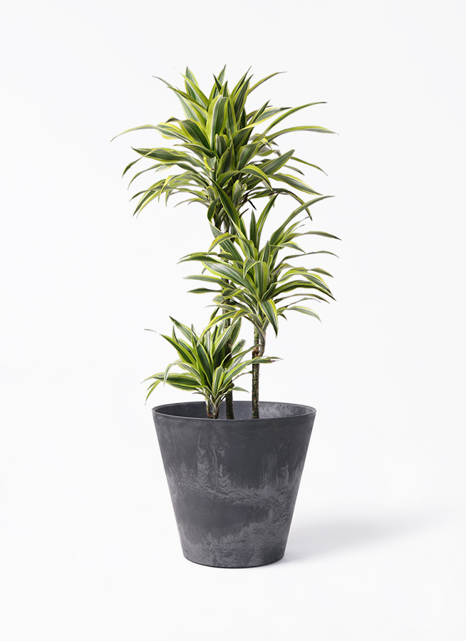 観葉植物 ドラセナ ワーネッキー レモンライム 8号 アートストーン