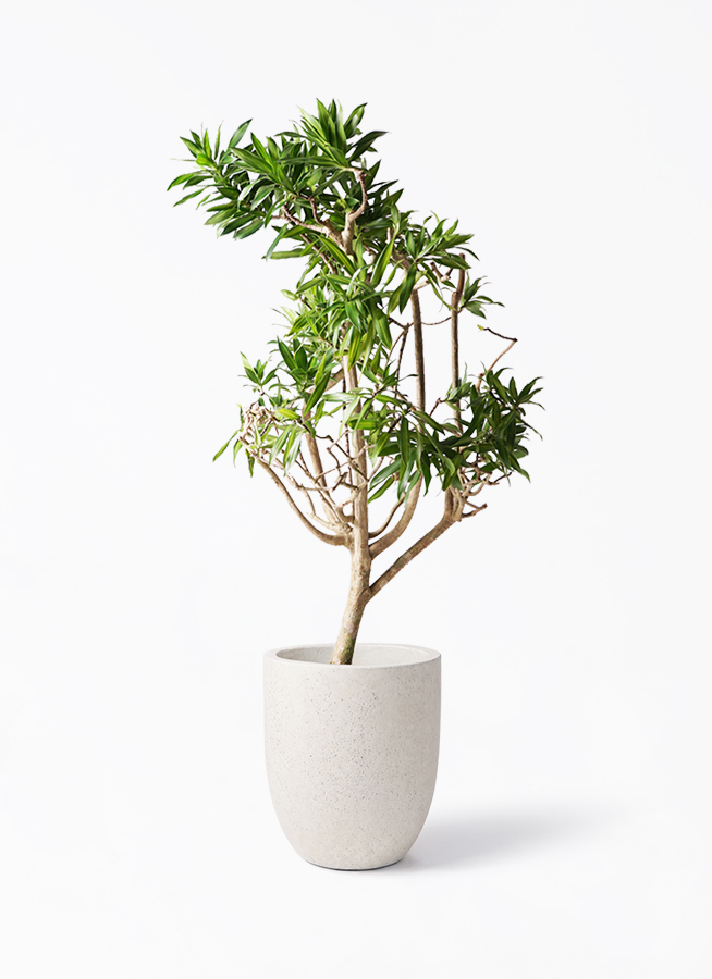 ドラセナ ソング オブ ジャマイカ | 観葉植物 | インテリアやギフトに