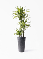 観葉植物 ドラセナ ワーネッキー レモンライム 8号 アビスソニア