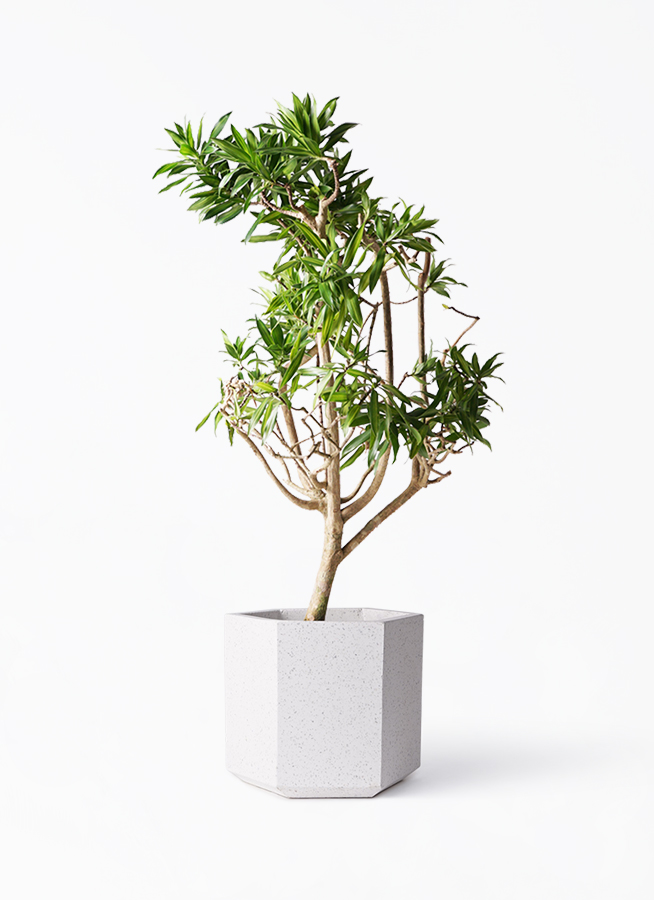 ドラセナ ソング オブ ジャマイカ | 観葉植物 | インテリアやギフトに