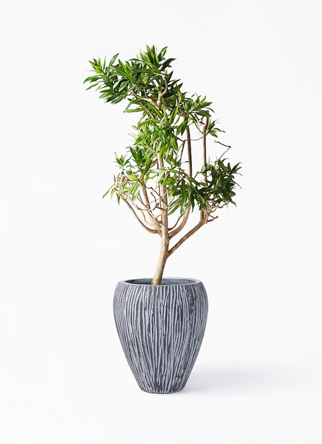 観葉植物 ドラセナ ソング オブ ジャマイカ 8号 エディラウンド
