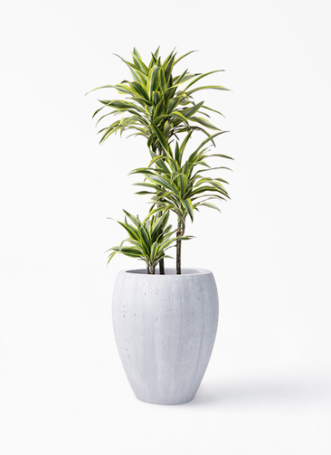 dracaena-warneckii-184_1.jpg?