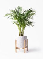 アレカヤシ 8号 | 観葉植物 | インテリアやギフトに - Hitohana（ひと