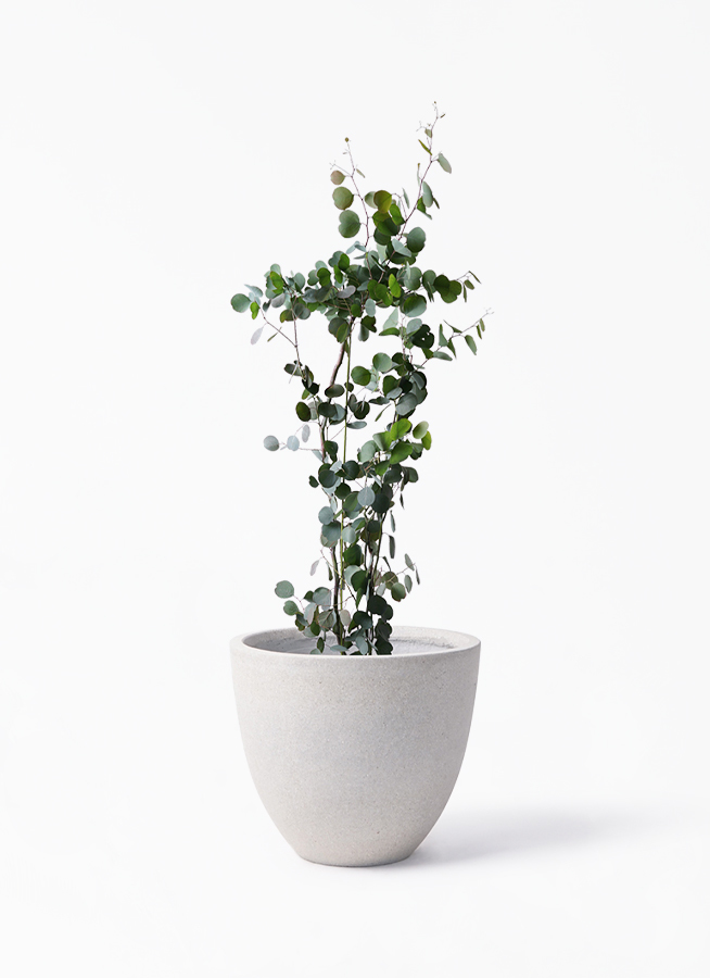 観葉植物 ユーカリ 8号 ポリアンセモス スタウト アッシュラウンド 付き 観葉植物ならhitohana ひとはな