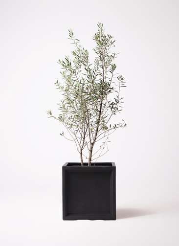 観葉植物 オリーブ 10号 チプレッシーノ ブリティッシュキューブ 付き