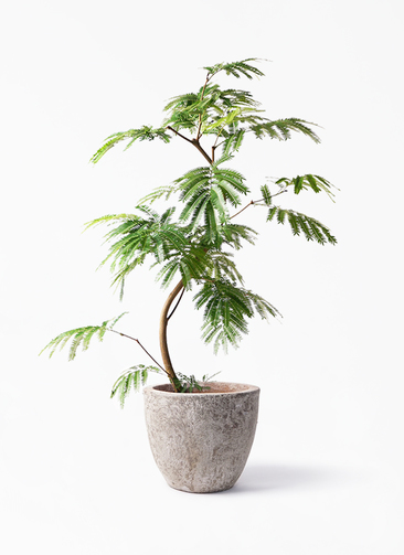 観葉植物 エバーフレッシュ 8号 曲り アビスネブラ ラウンド 付き